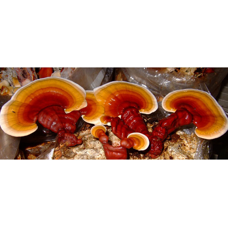 Certified Ganoderma Lucidum Extract